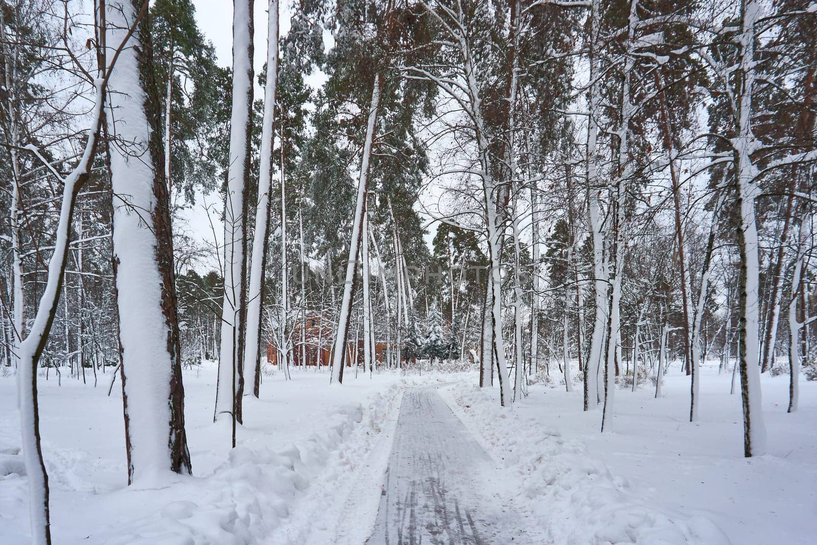 Pedestrian walking intersection cleared of snow in a winter park by jovani68