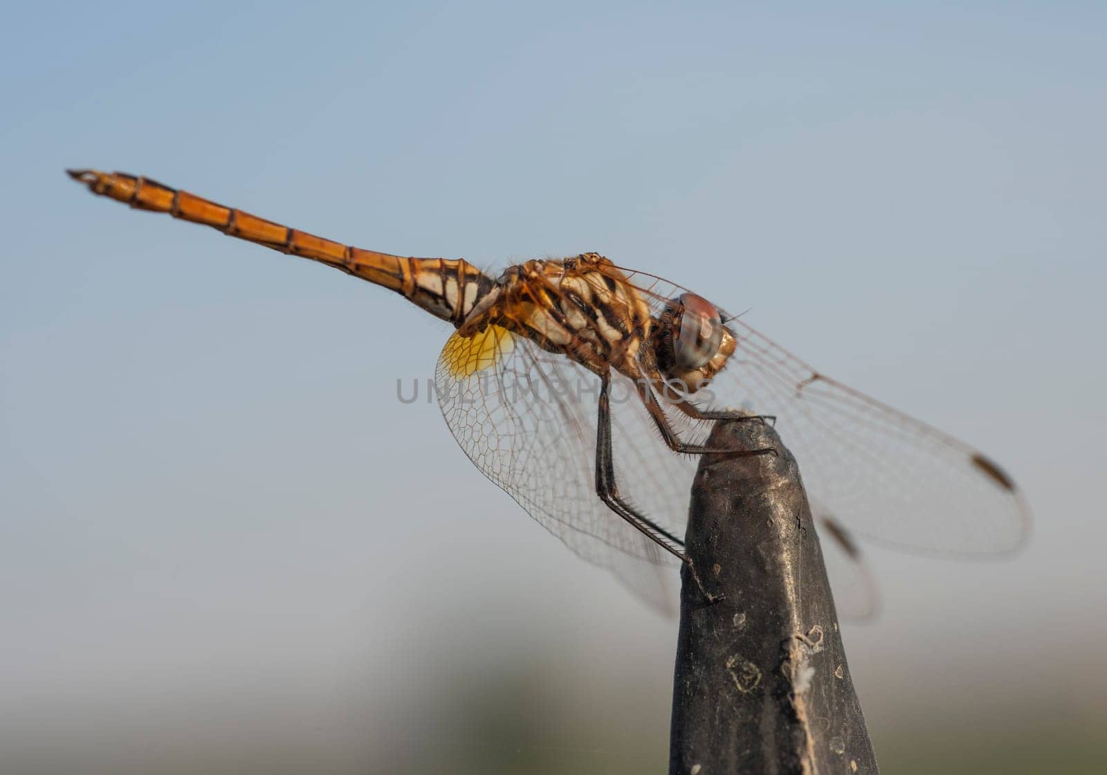 Closeup macro detail of wandering glider dragonfly Pantala flavescens perched on metal fence post in garden