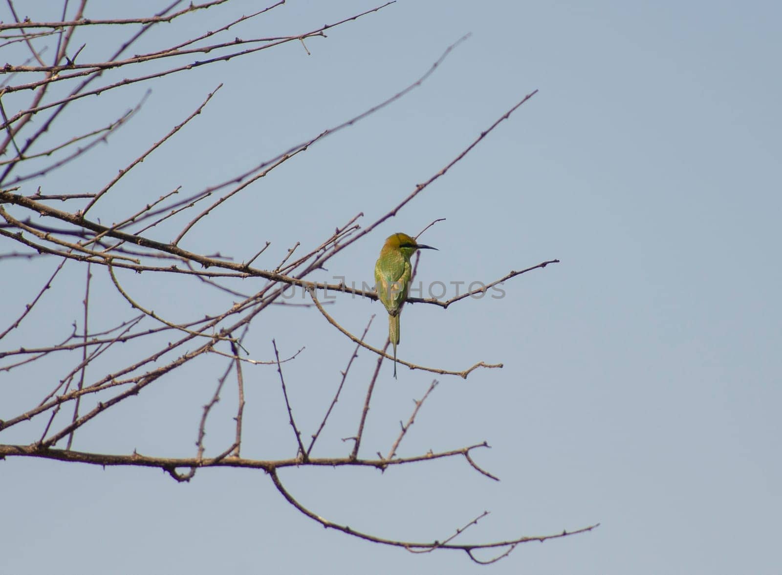 Asian green bee eater perched on branch of tree by paulvinten