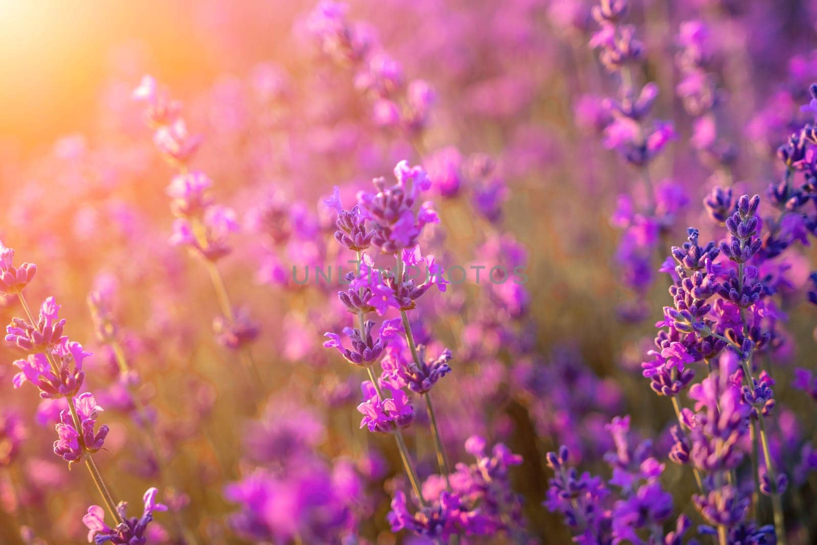 Lavender flower field closeup on sunset, fresh purple aromatic flowers for natural background. Design template for lifestyle illustration. Violet lavender field in Provence, France. by panophotograph