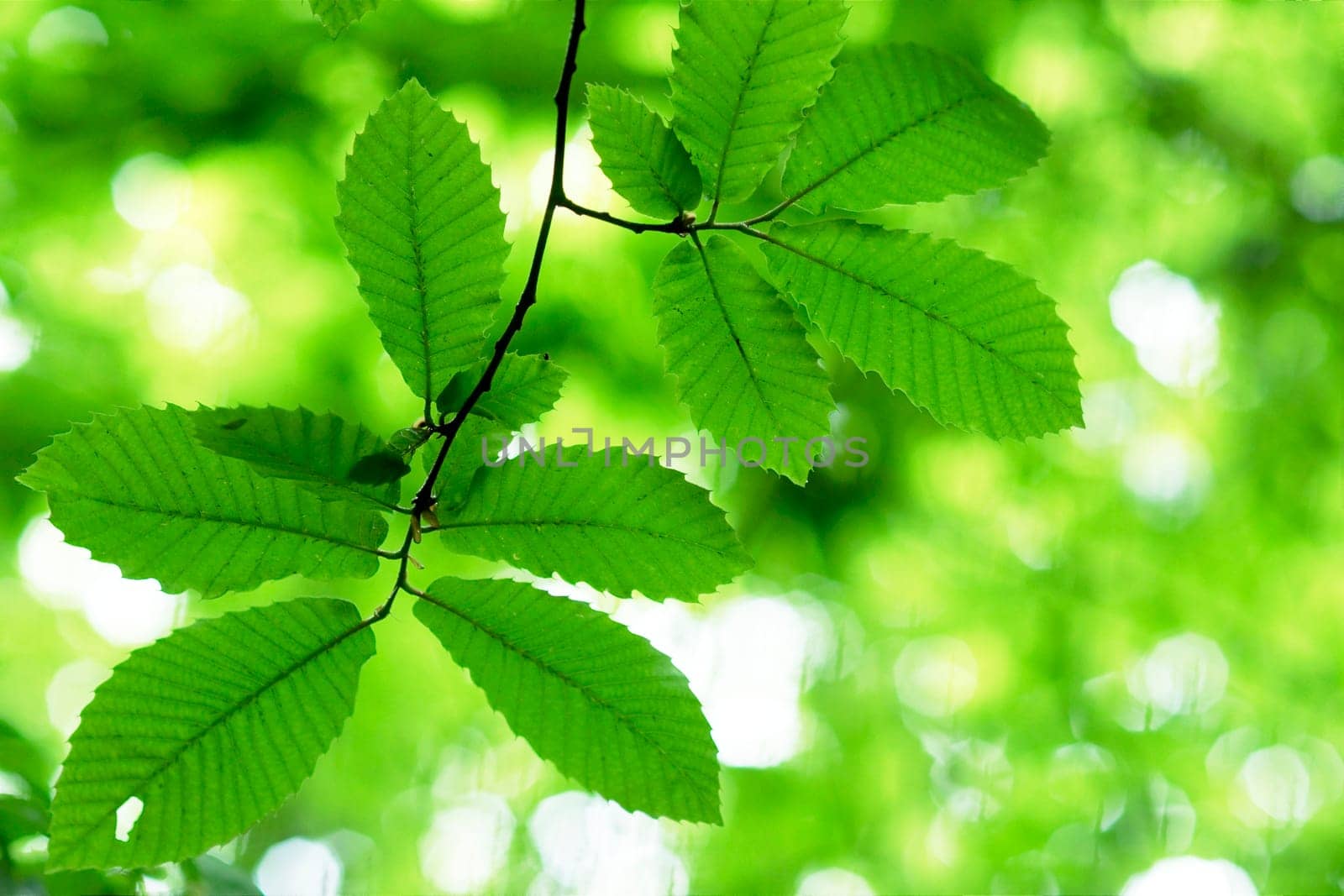 Green leaves by sunlight