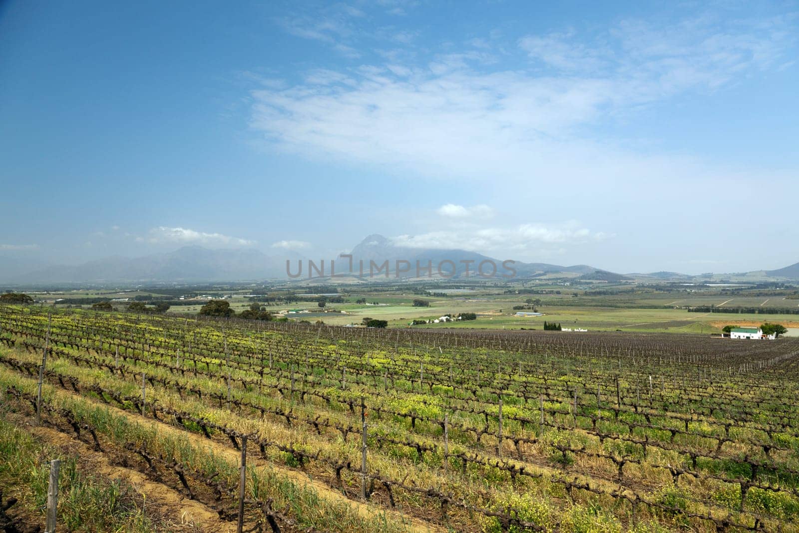 Viticulture or winery in South Africa - landscape format