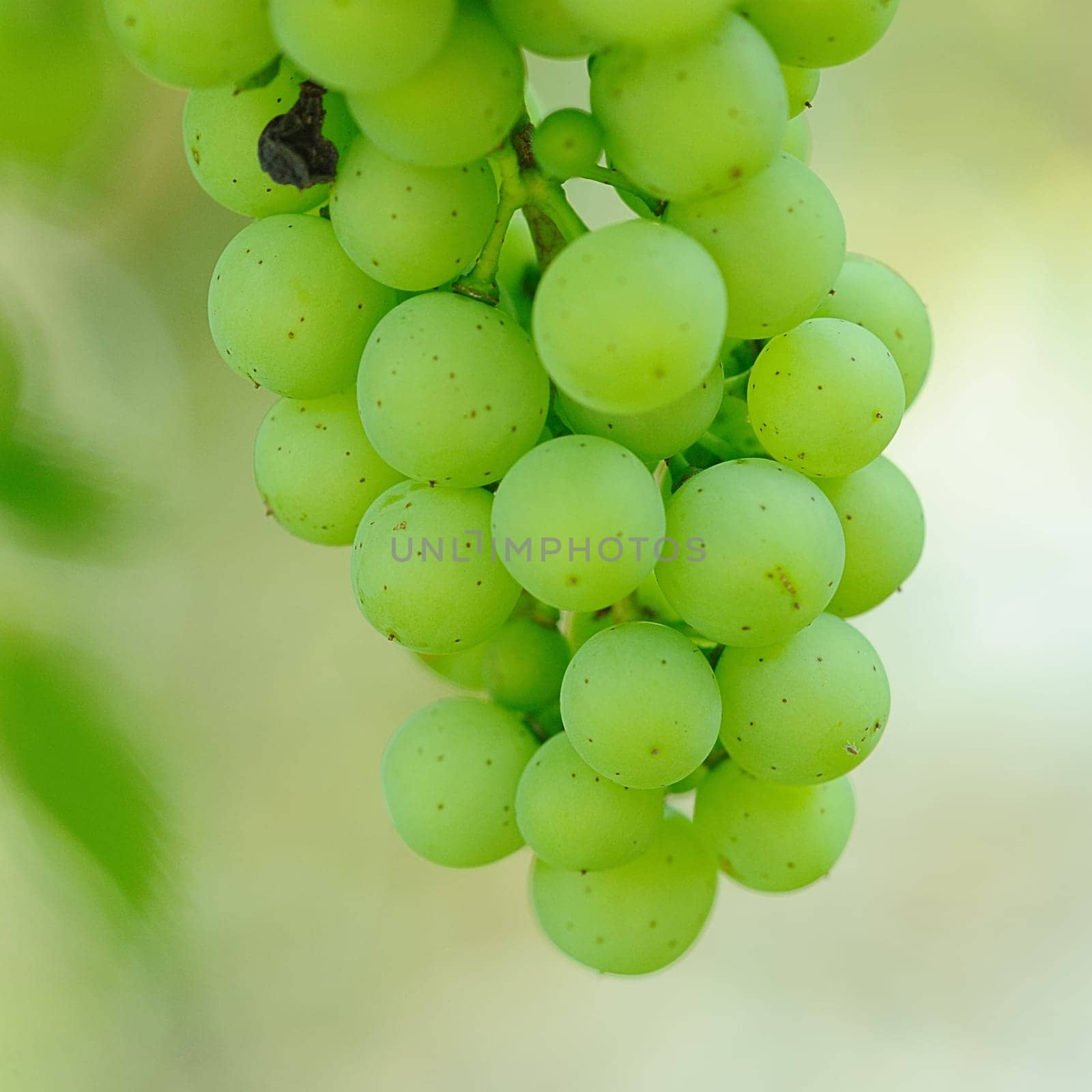 grapes