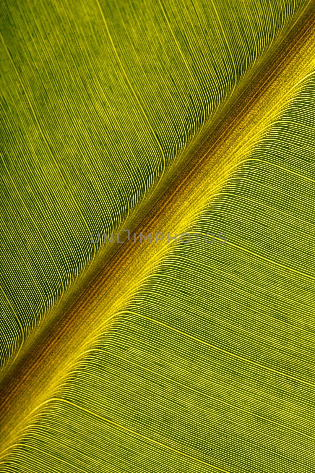 A close up shot of banana leaf placed diagonally