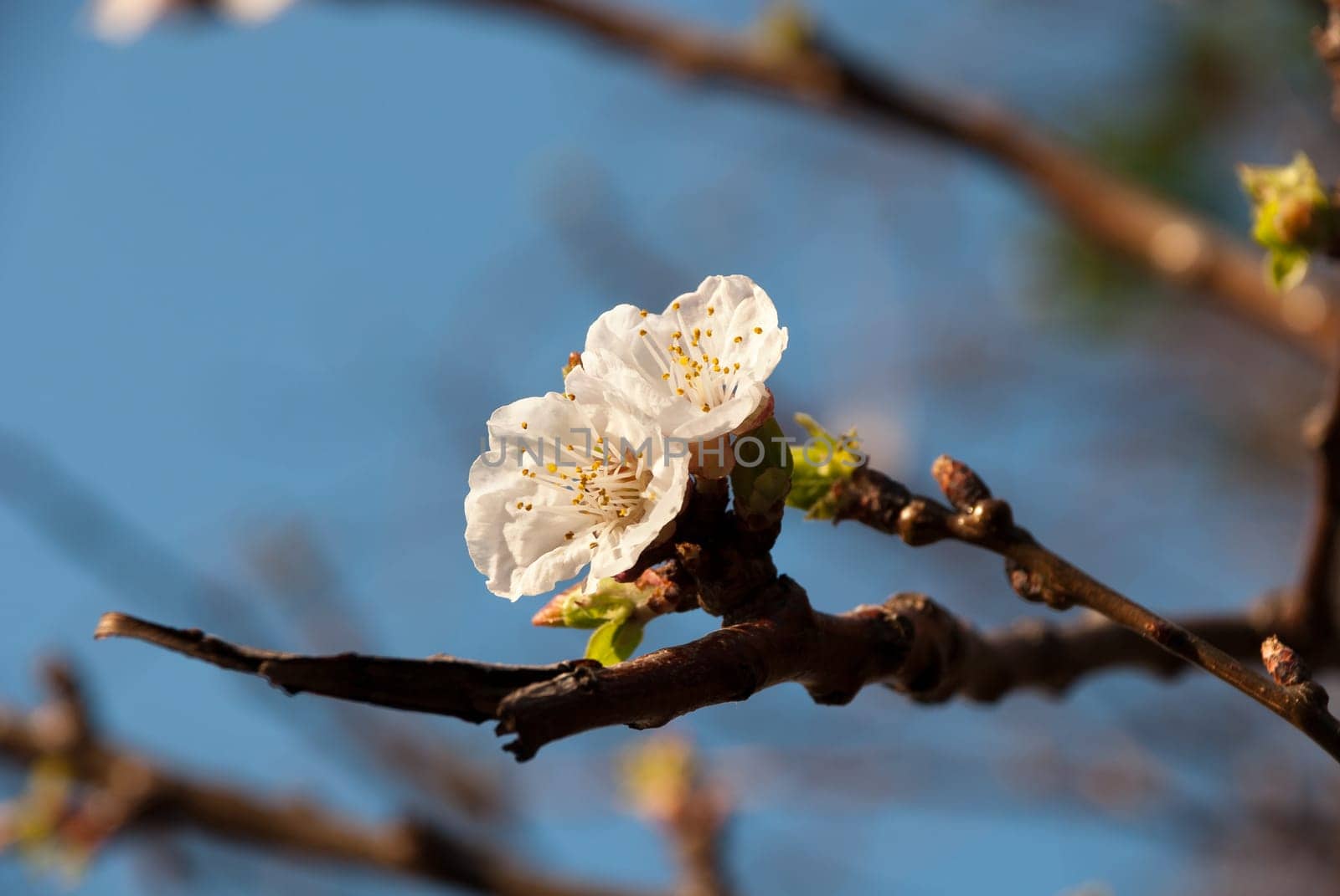 macro of a cherry blossom in spring