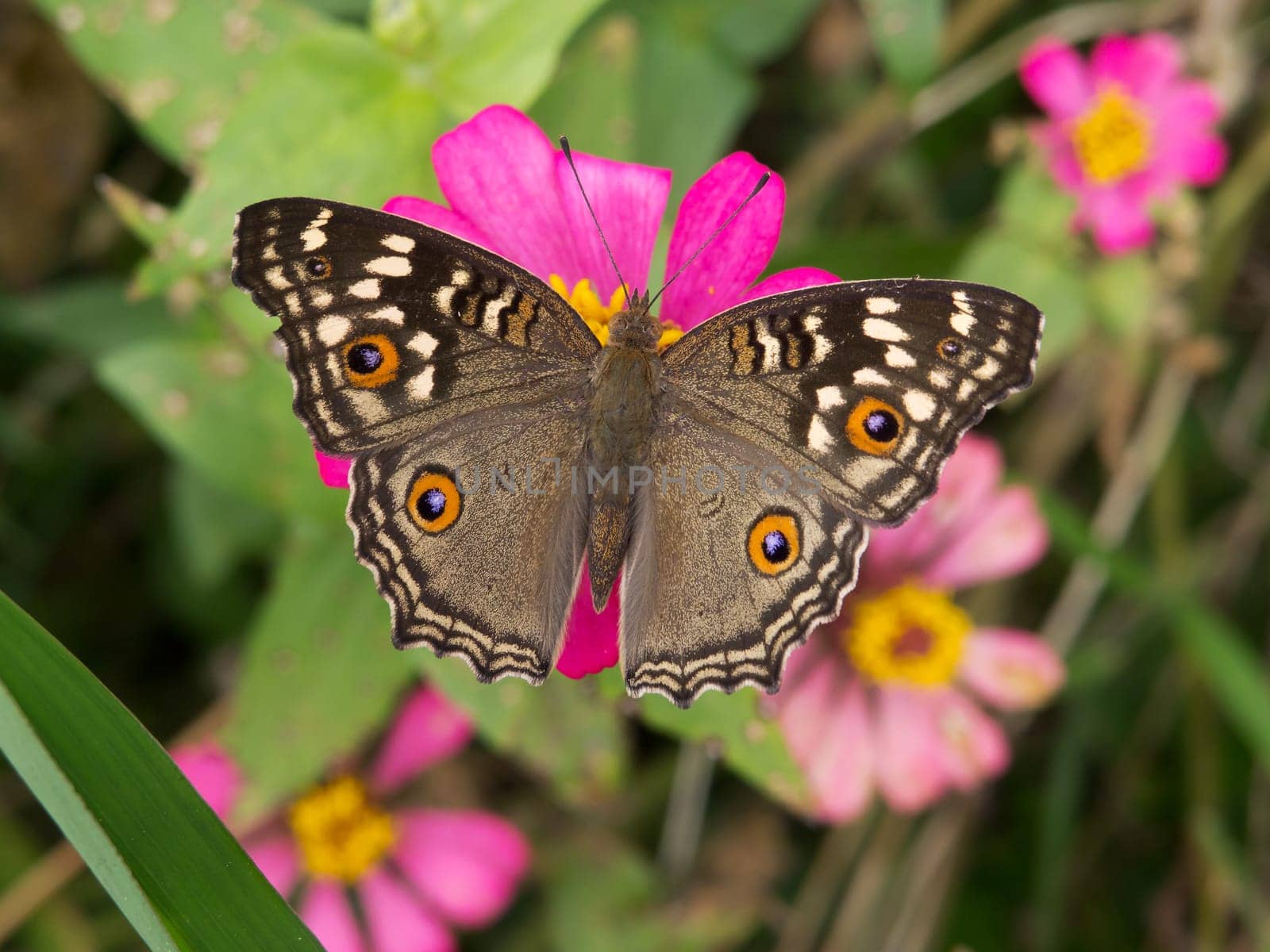 Butterfly,close-up of insect in nature on flower
