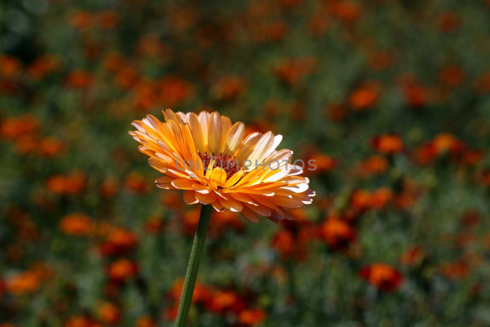 Calendula officinalis 'Pink Surprise'
