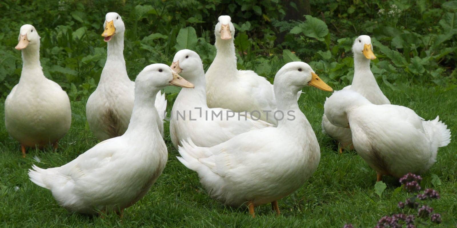 young duck