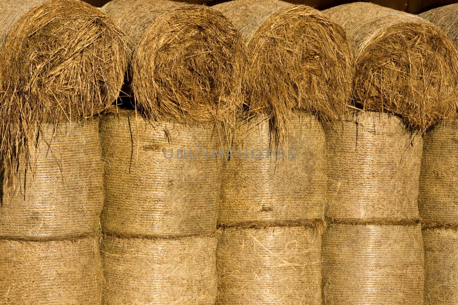 Hay Straw Bale Hay Bale Bale Stacked Farm Feed Grass Dried