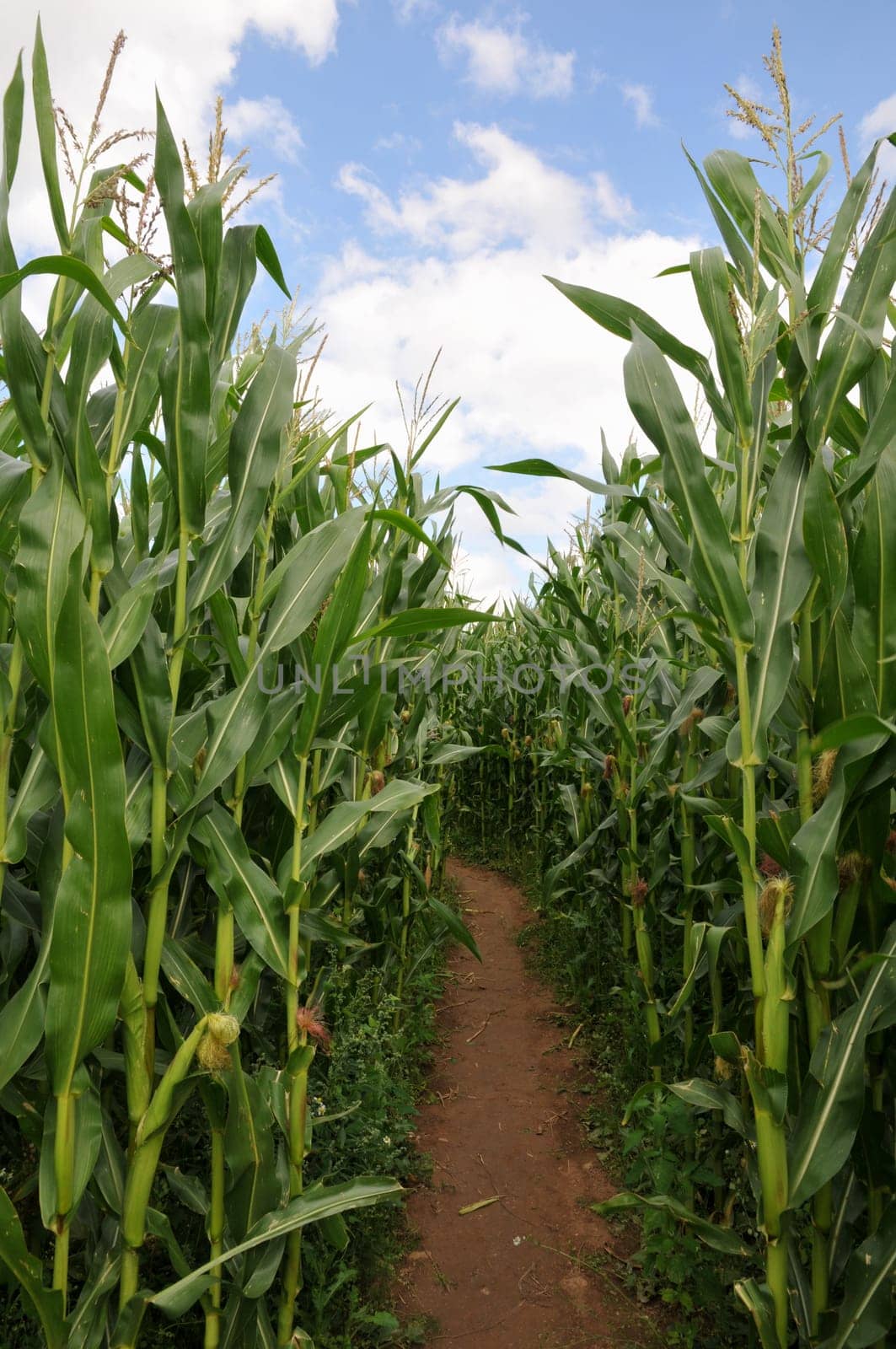Corn Maze