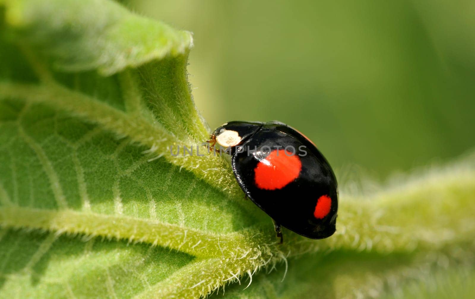 Two-point ladybug