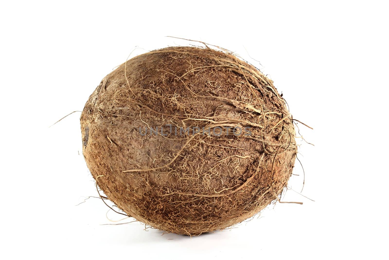 a coconut against a white background