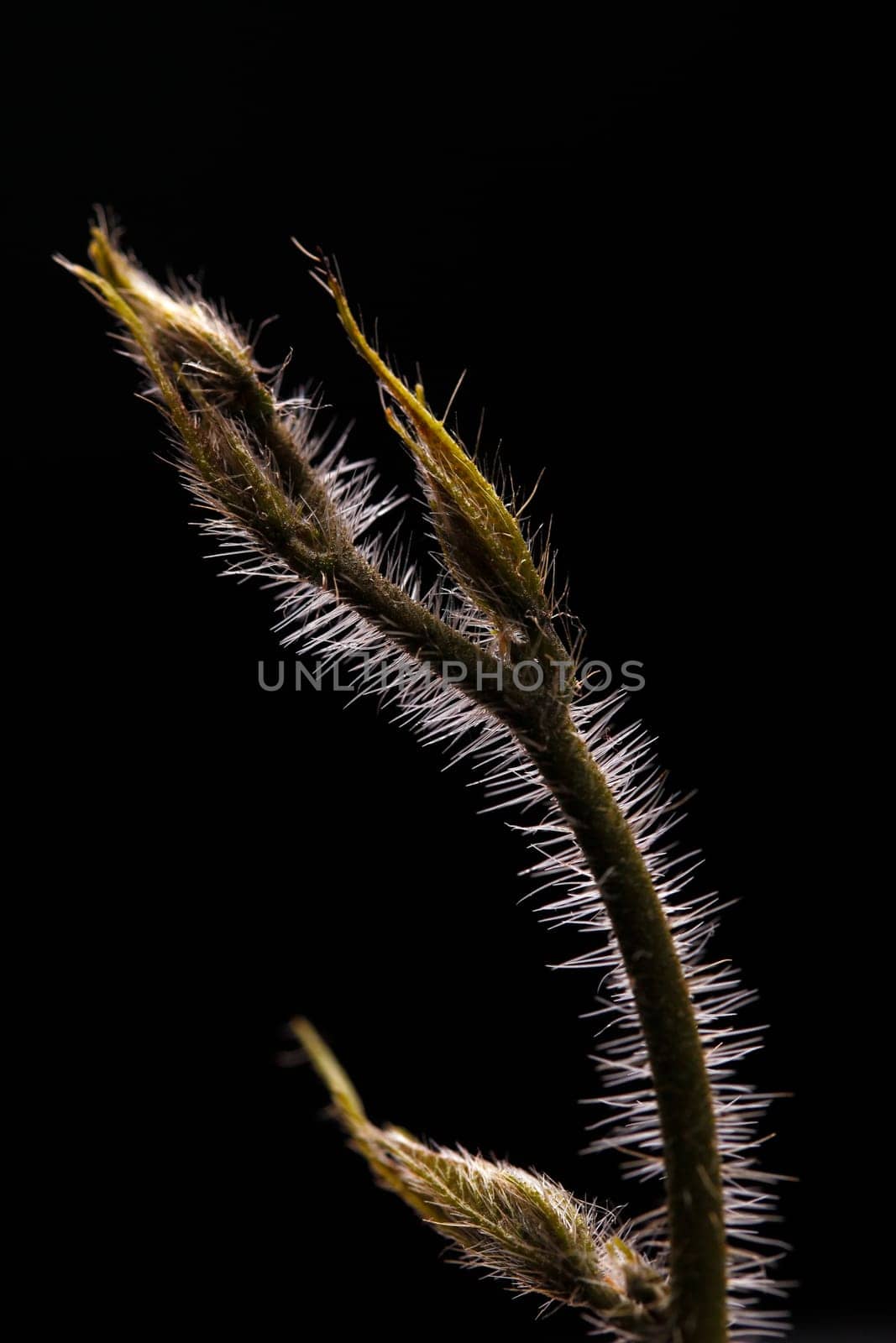 Young climber with sharp and long bristles on black background