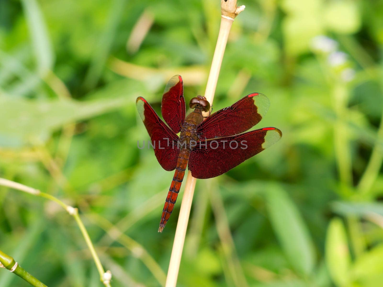 Dragonfly,close-up of insect in nature