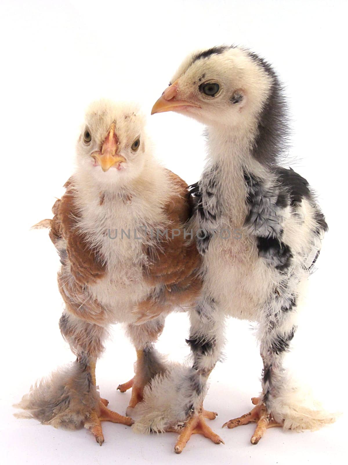 Funny Chicks