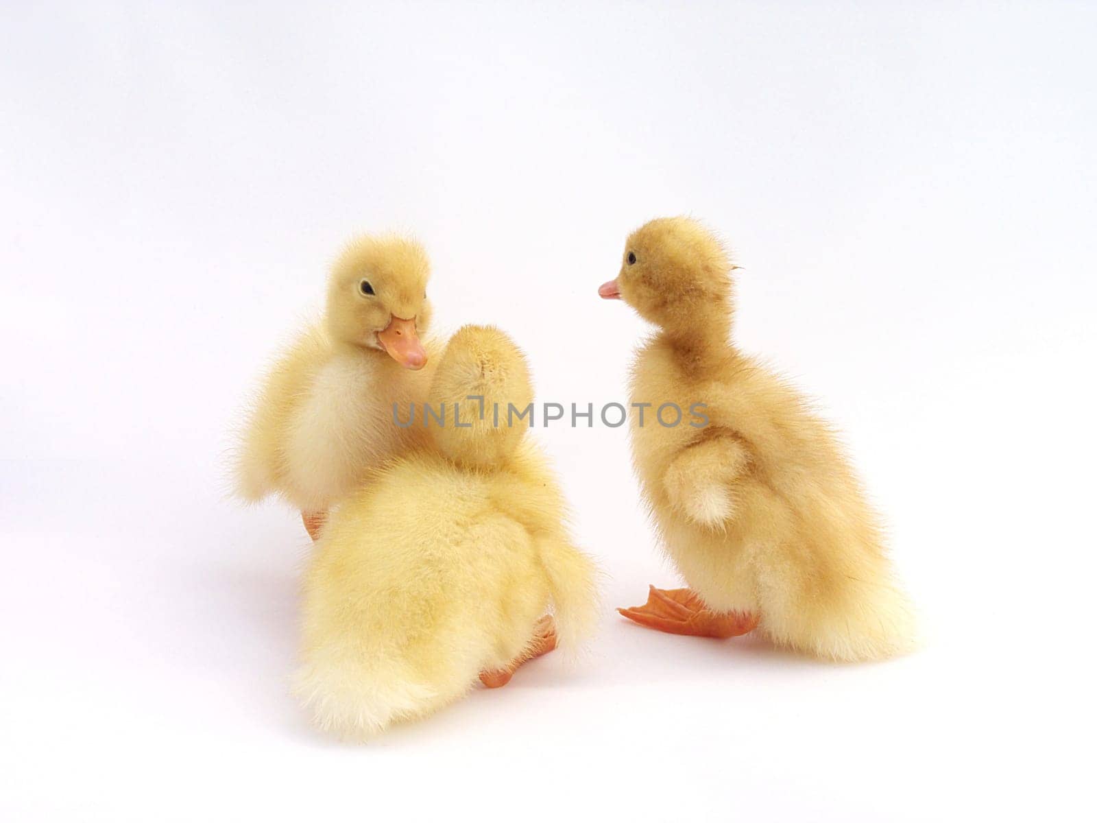 Freshly hatched cute ducklings