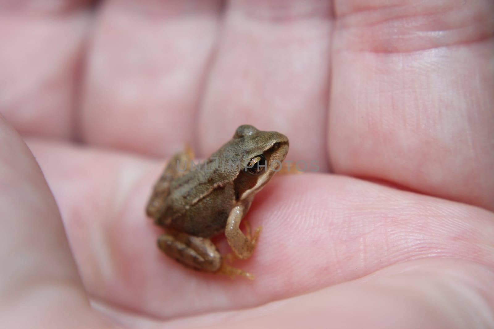 Young grass frog on hand