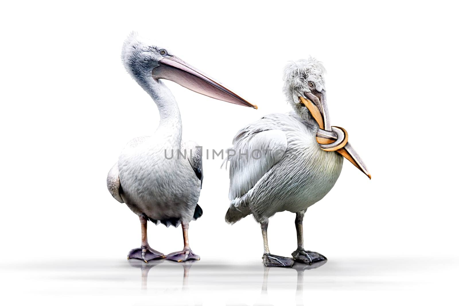 just keep your beak