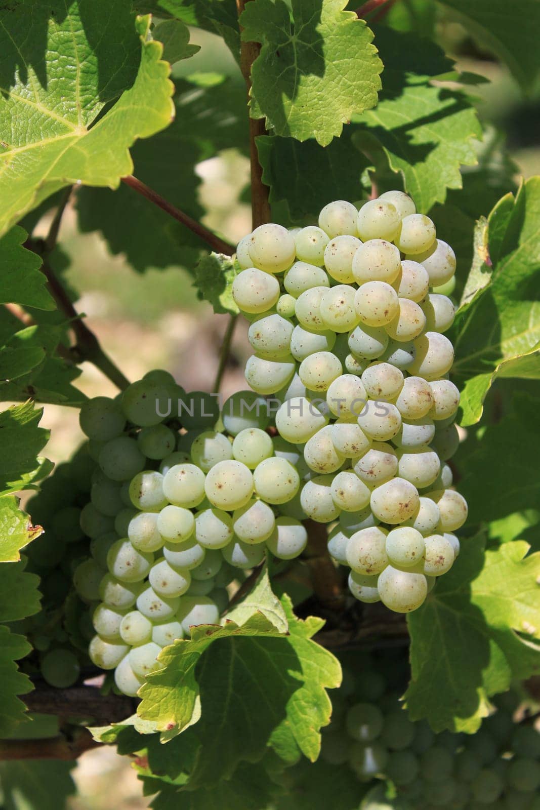 bunches of grapes on vines in a vineyard before harvest