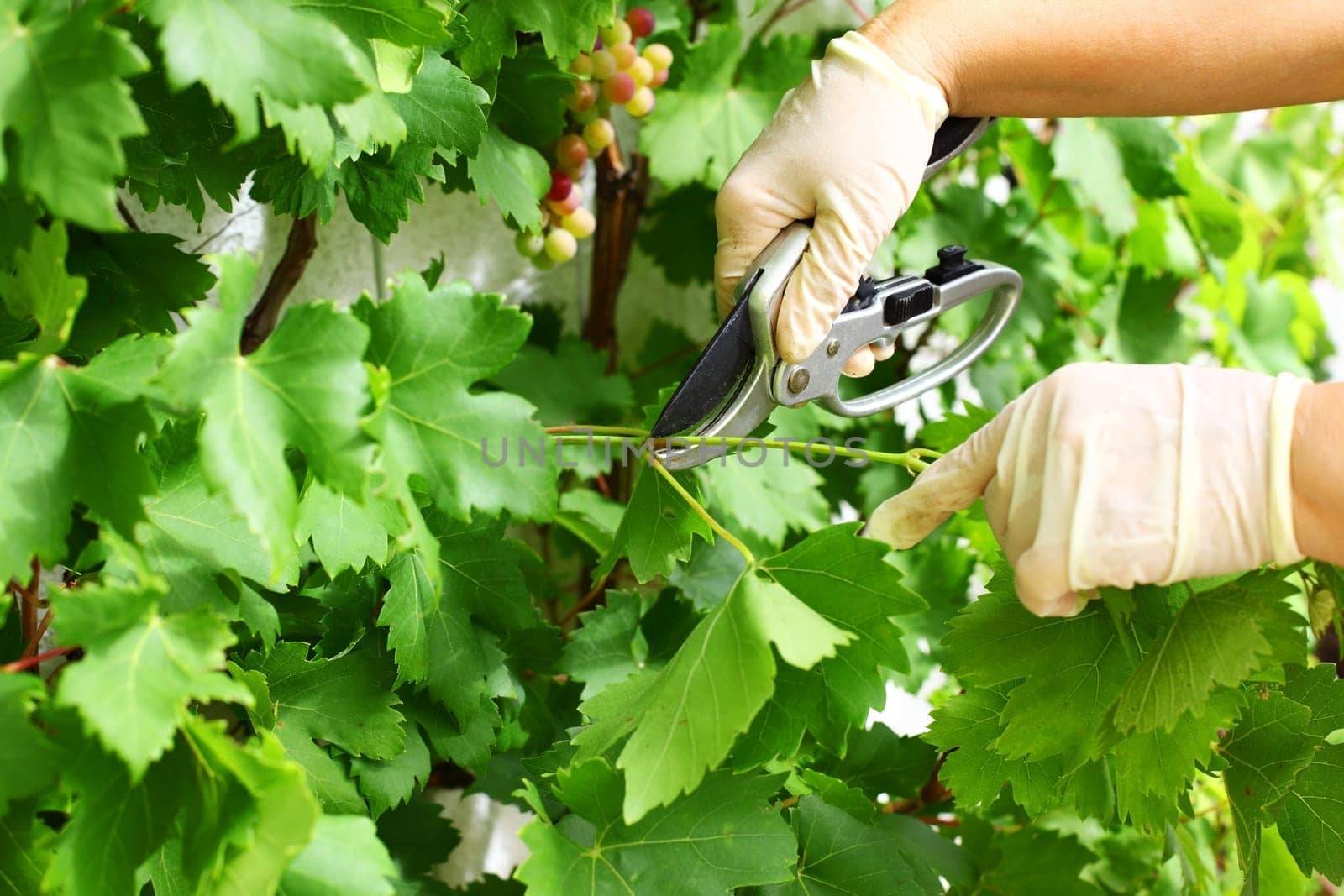 Detail of pruning wine grapes for better fruit growth