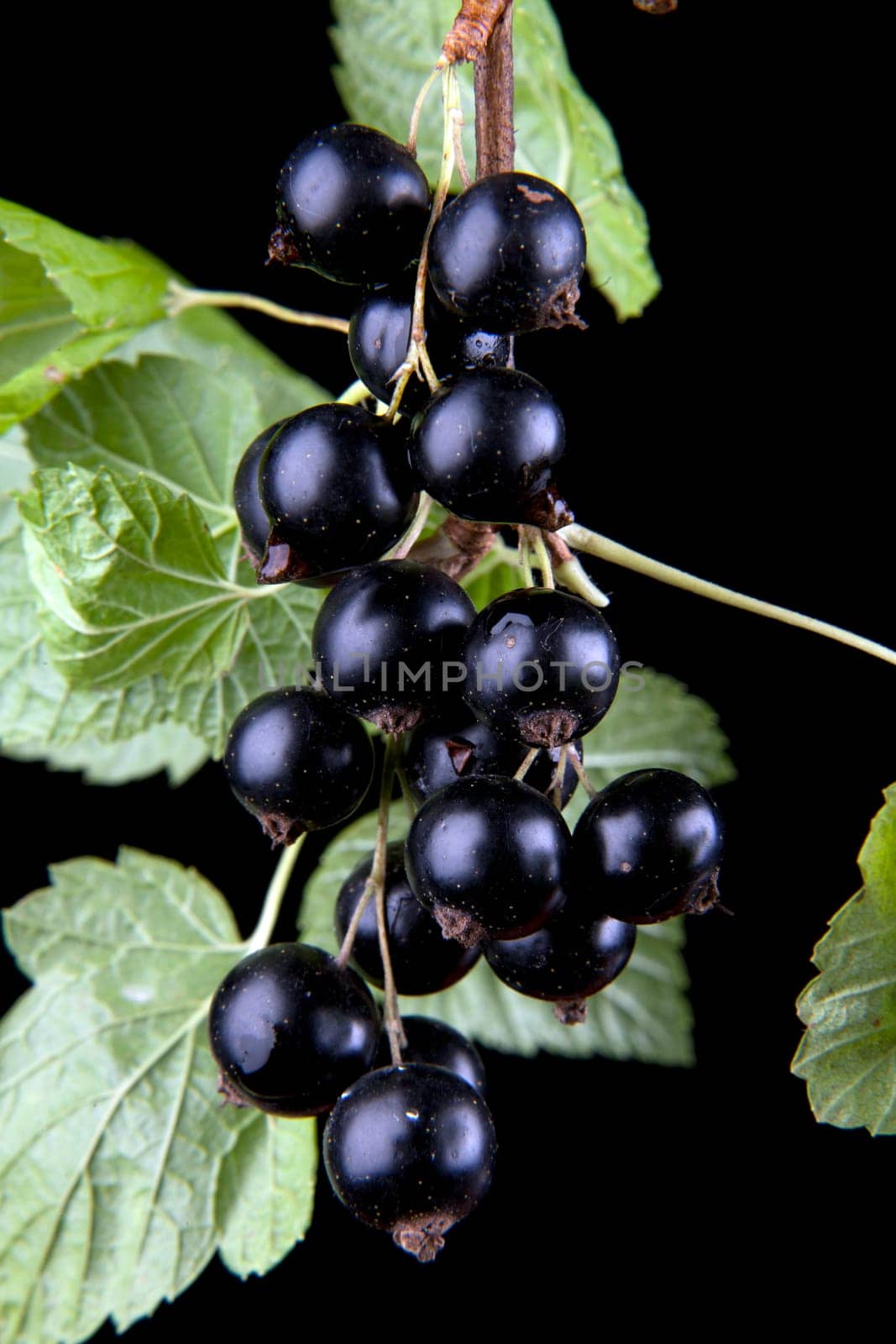 Macro of black currant on black reflective background