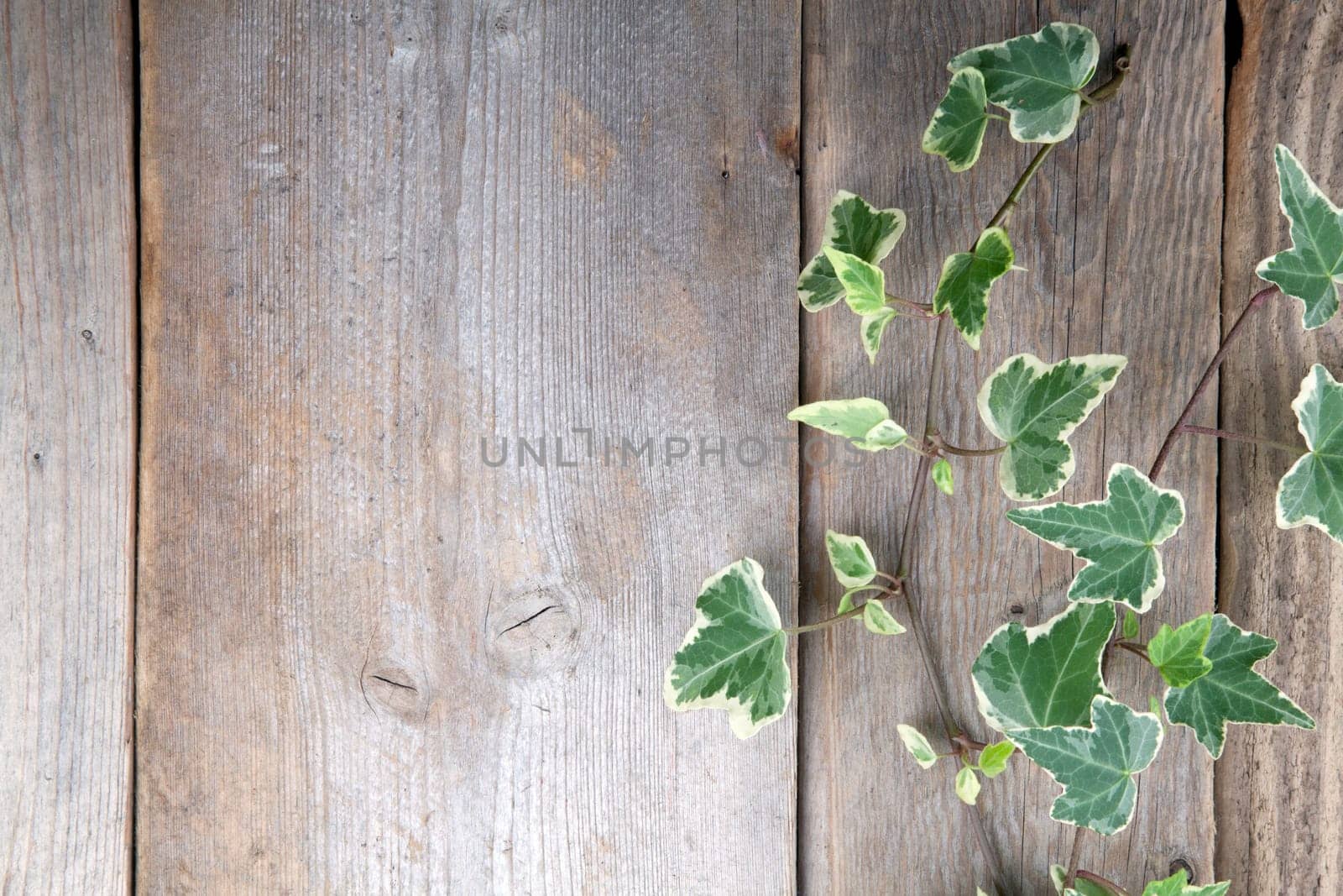 Leaves over wooden background.With copy space