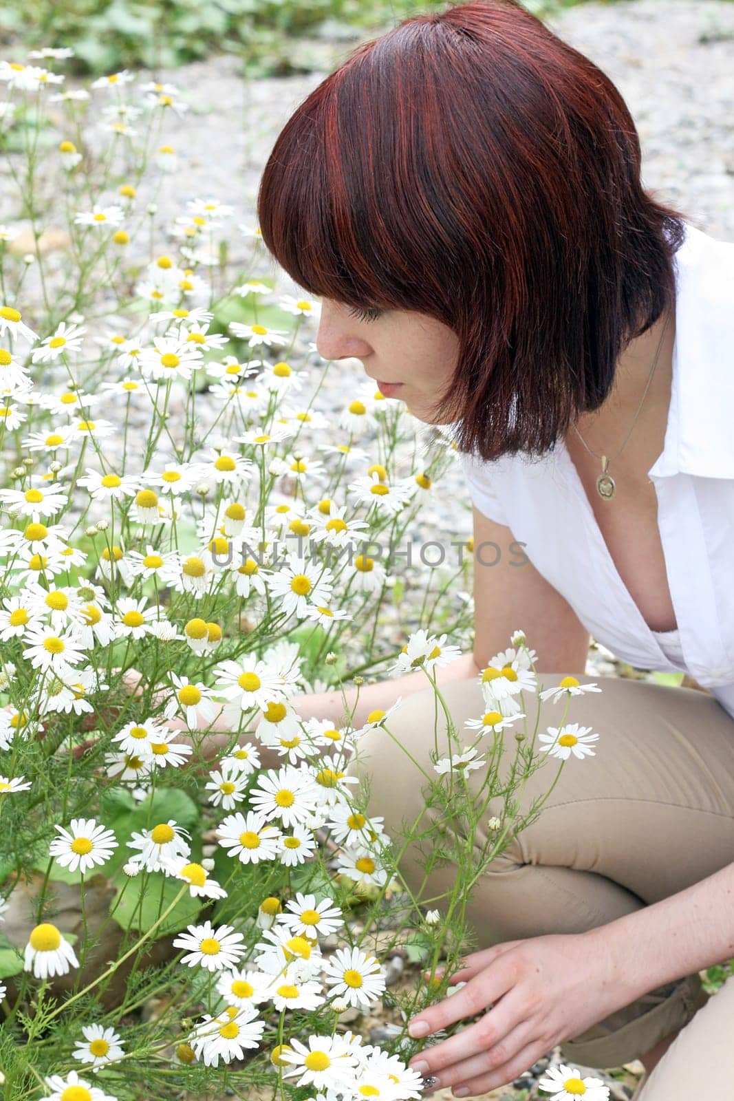 Health and well-being with chamomile