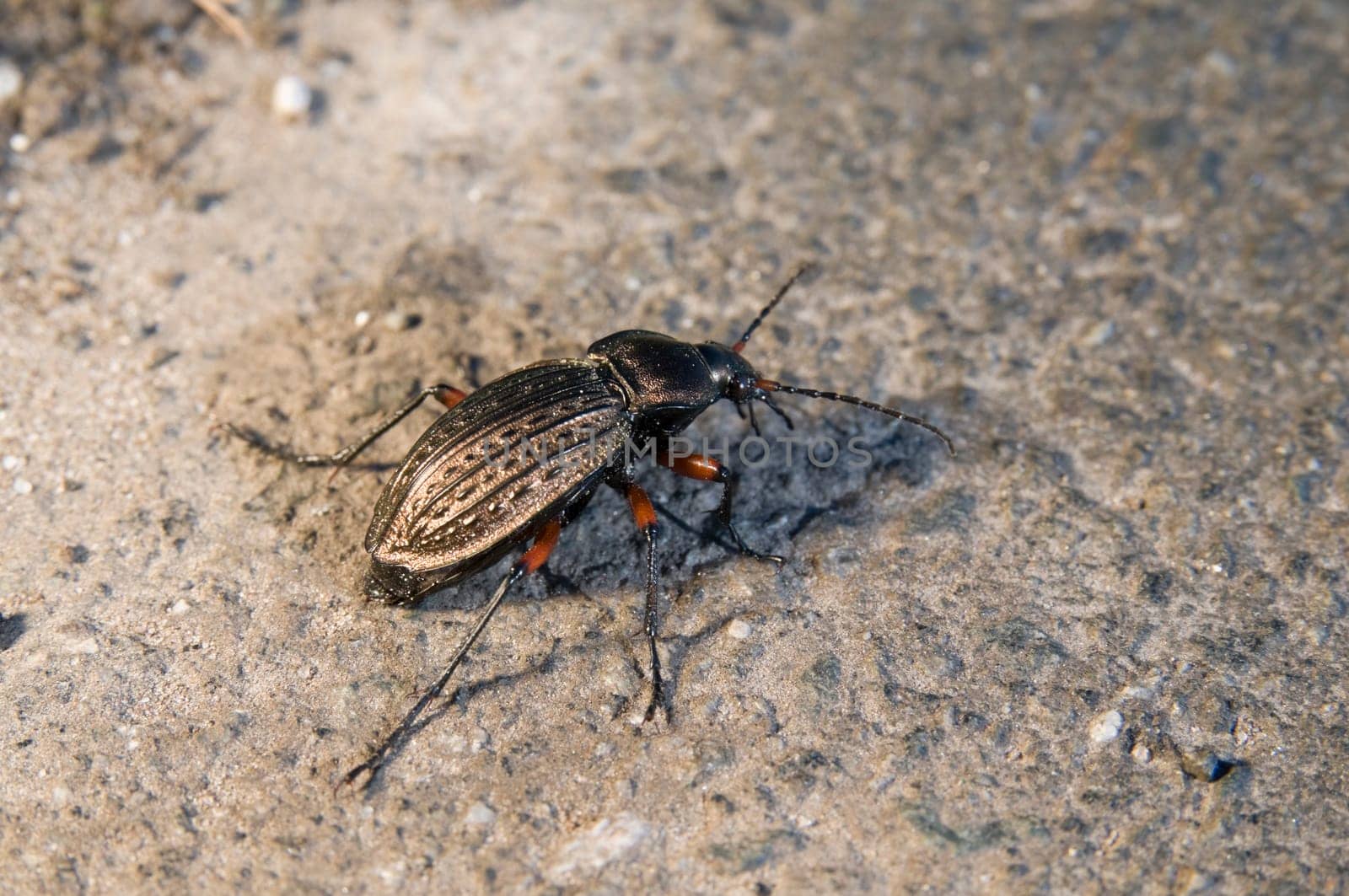 Close-up of a brown ground beetle (carabus granulatus) on brown asphalt  View from the back at an angle
