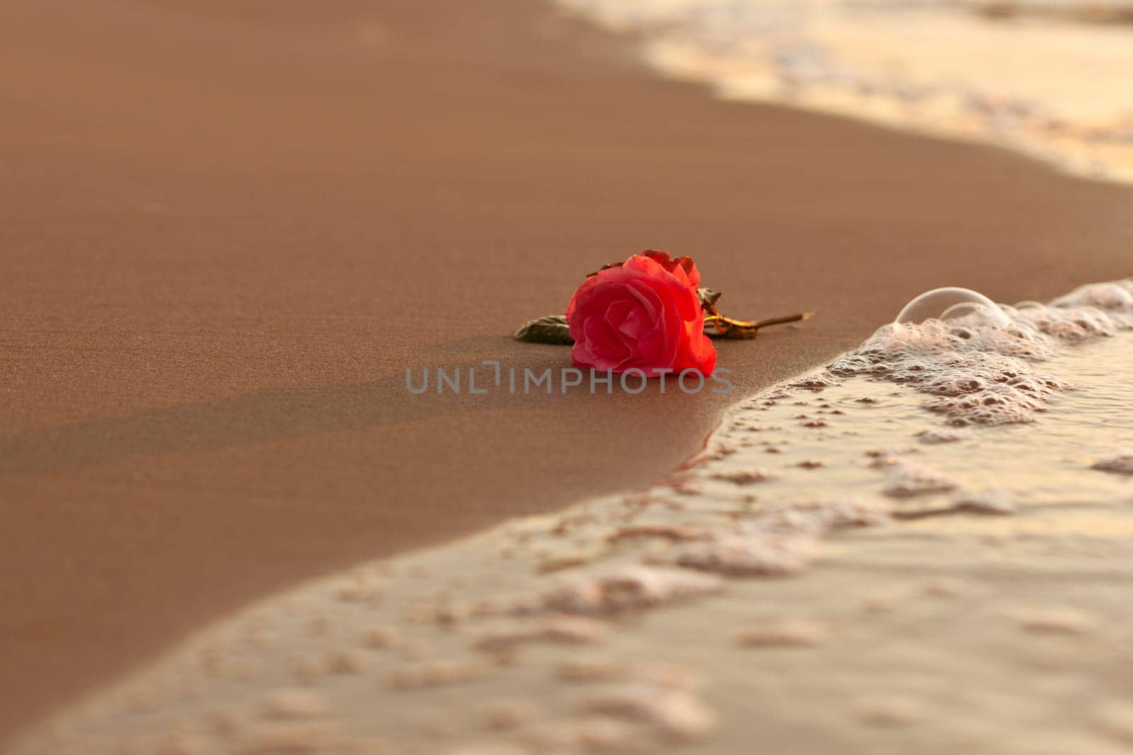Rose on the beach