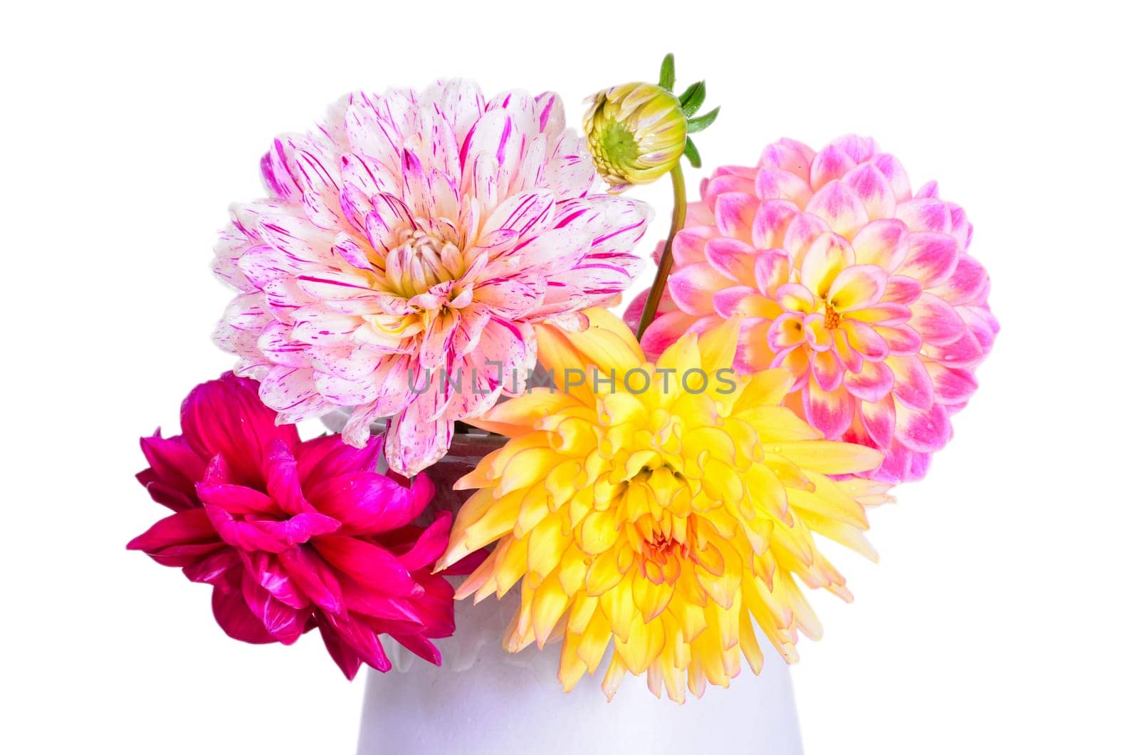 colorful autumn flowers dahlias