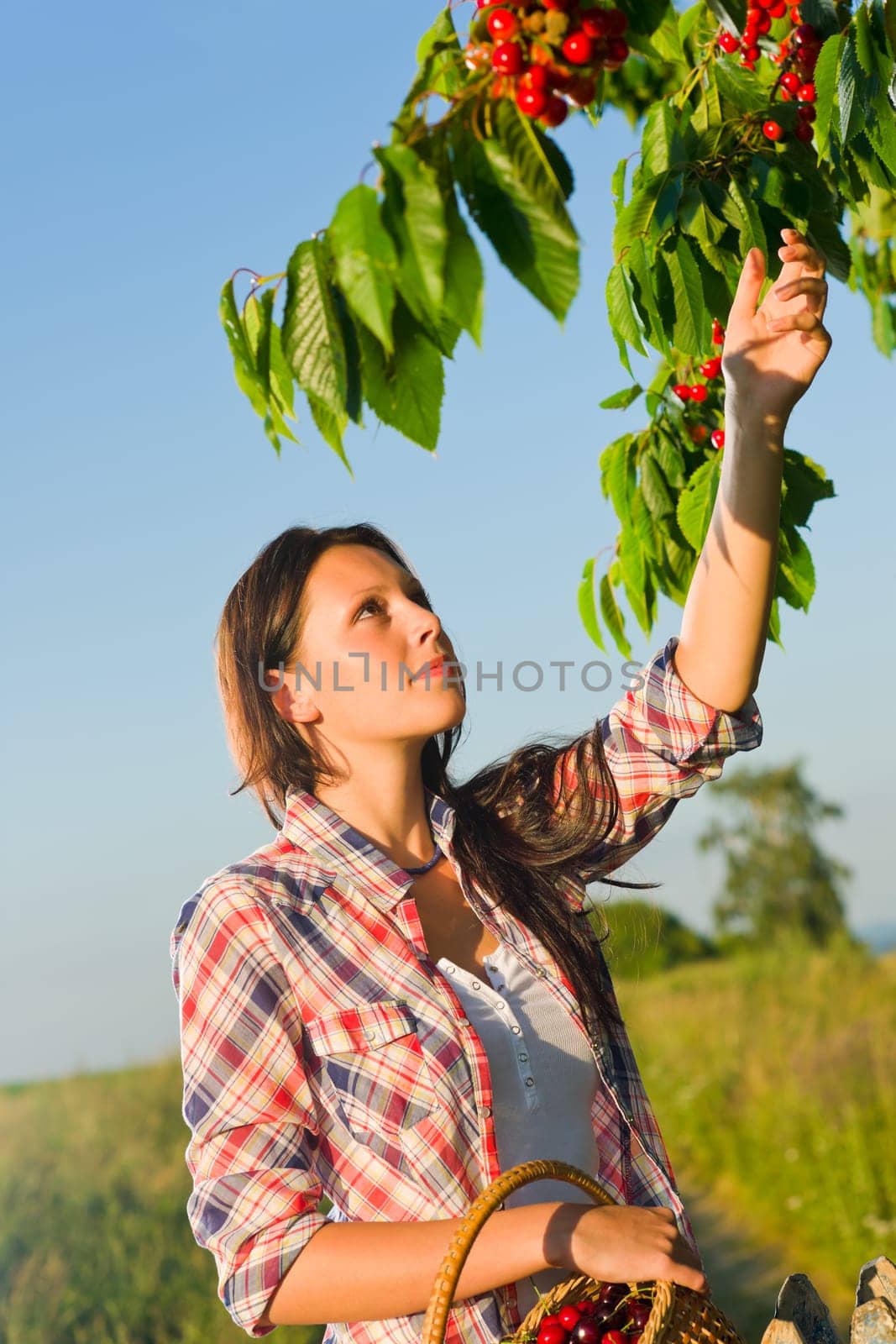 Young woman reaching high cherry branch tree summer blue sky