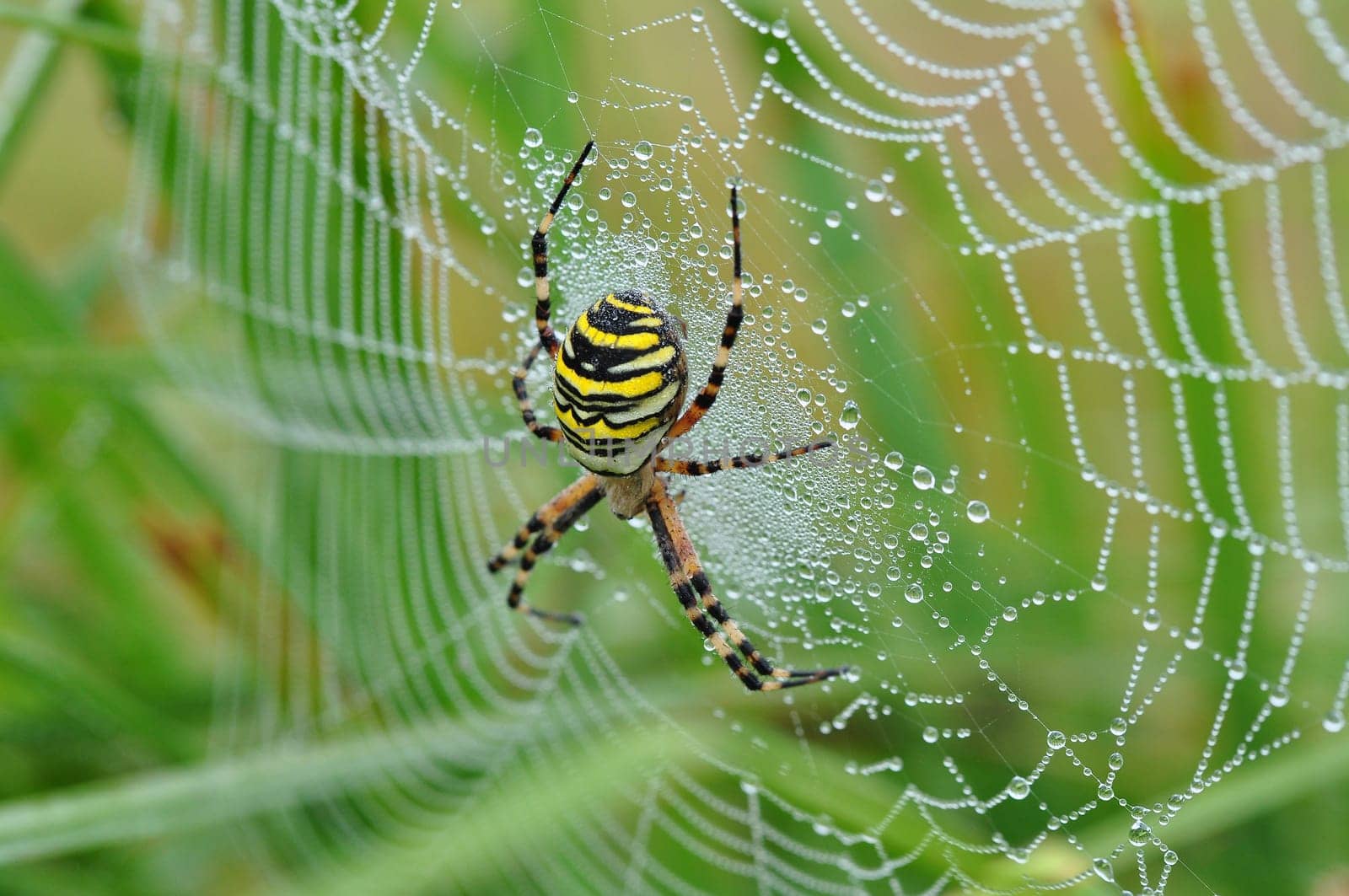 Wasp spider