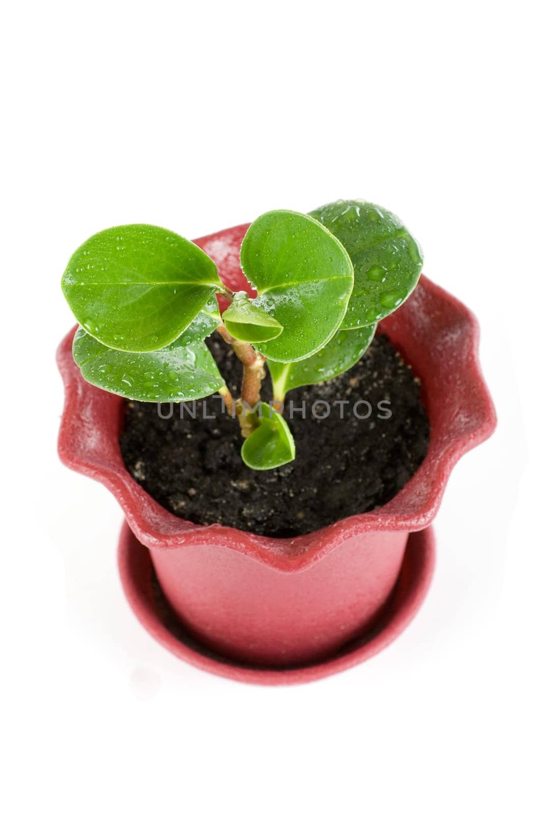 ficus plant at pot isolated on a white
