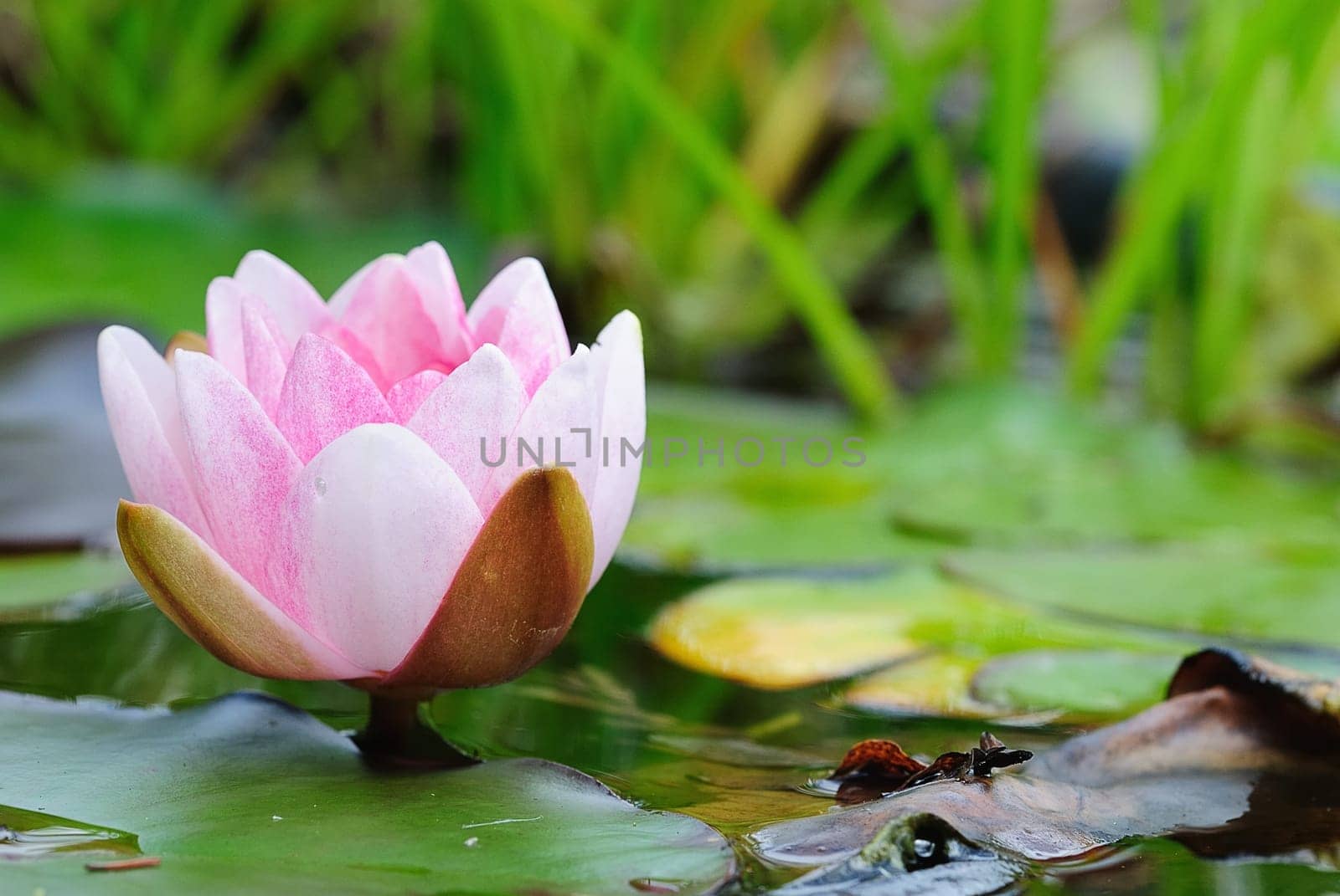 water lily