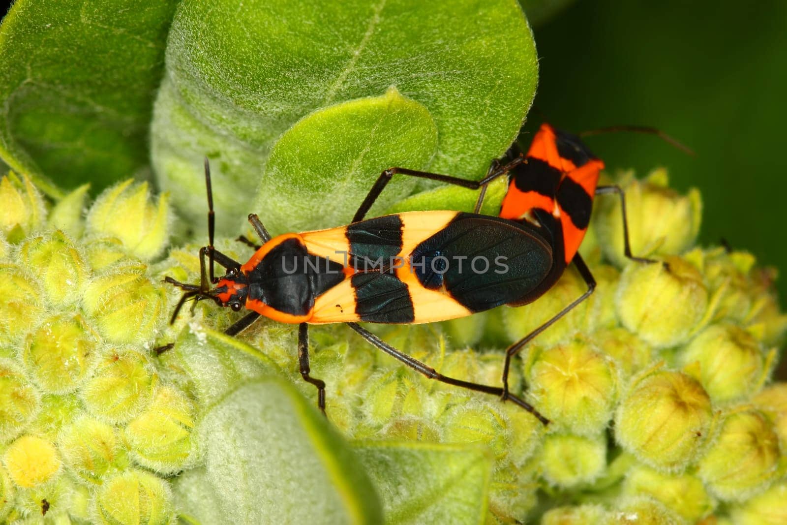 Milkweed bugs (Oncopeltus fasciatus) in a northern Illinois natural area.