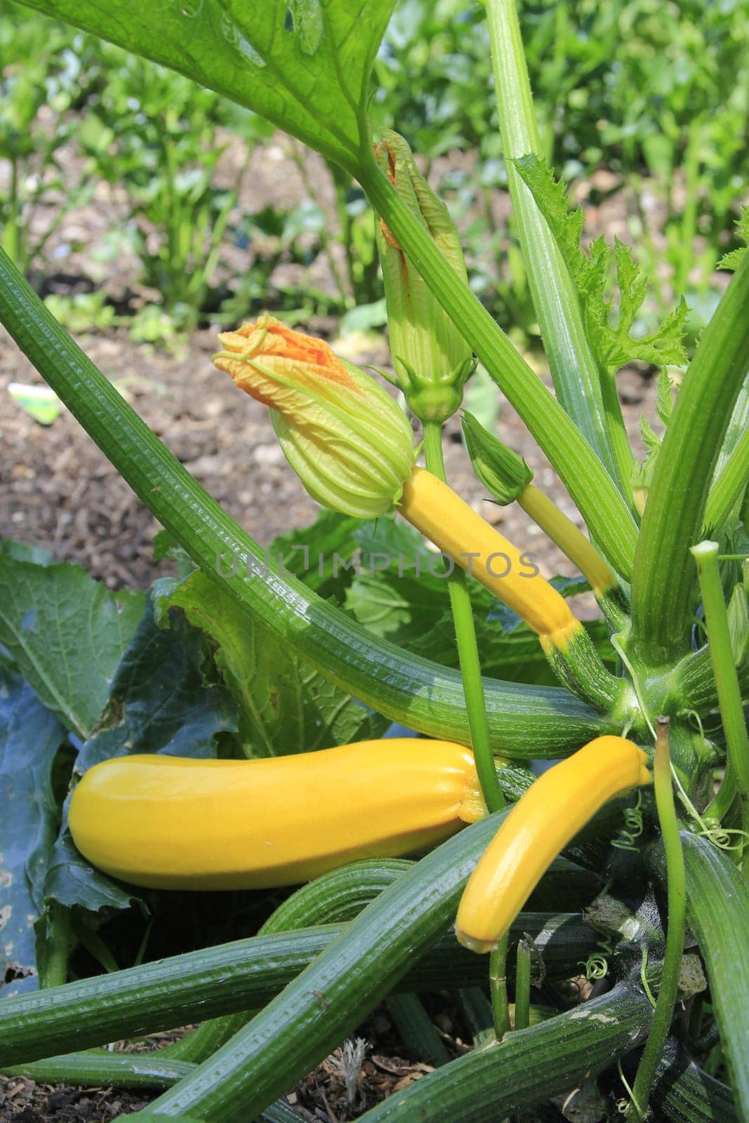 yellow zucchini