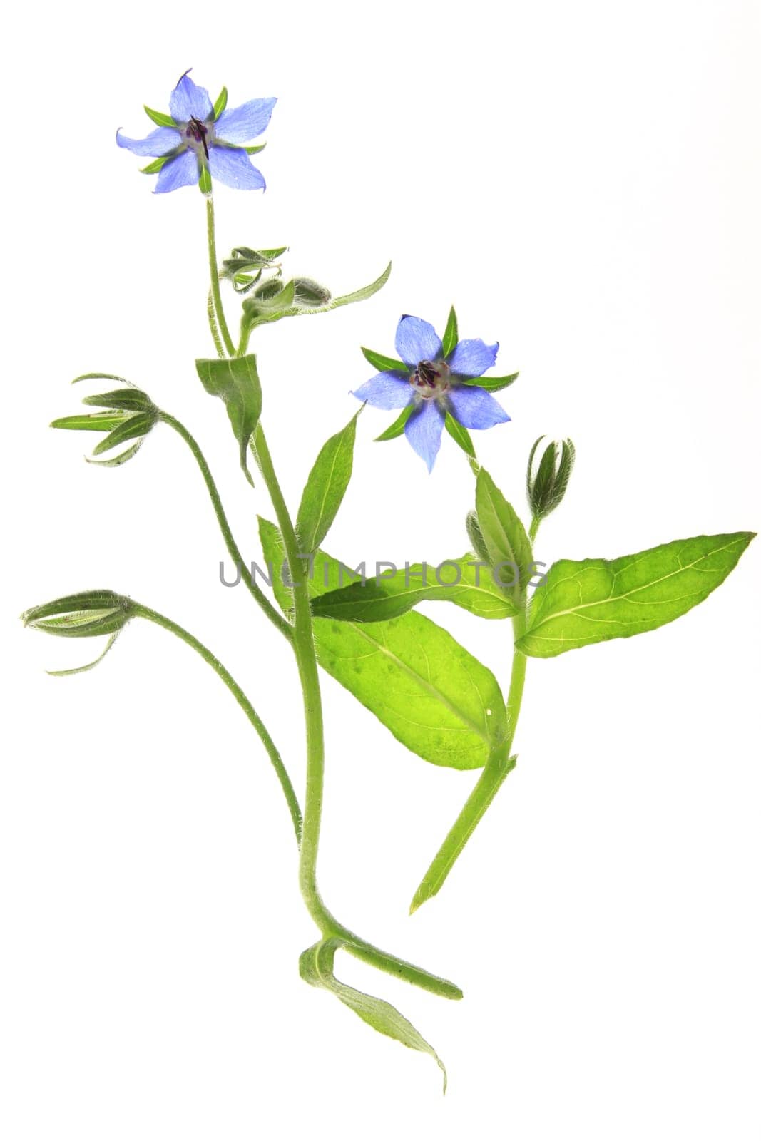 Borage,blooming,isolated against white background