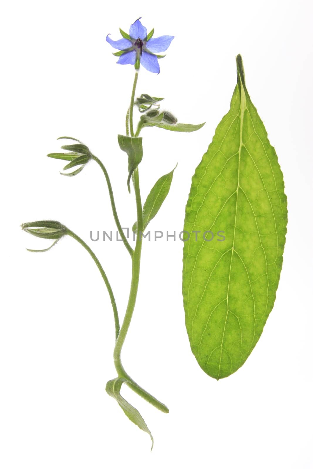 Borage,blooming,isolated against white background