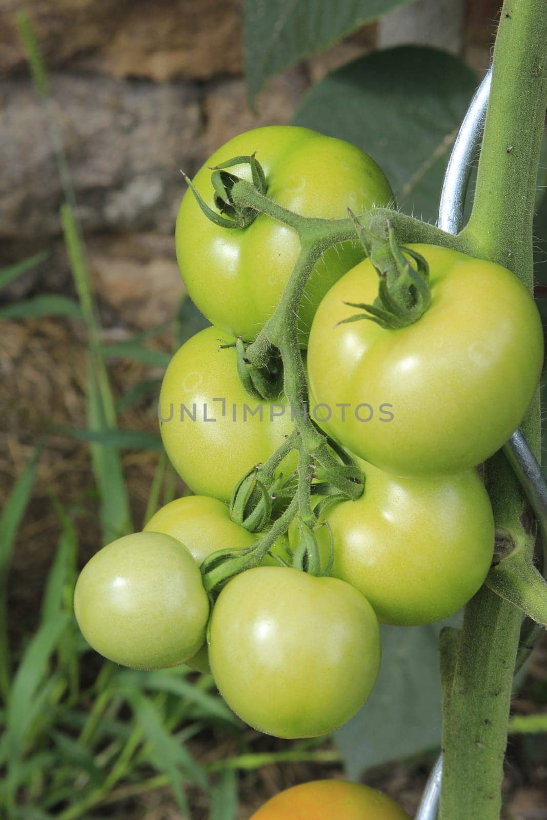 green,unripe tomatoes on the plant