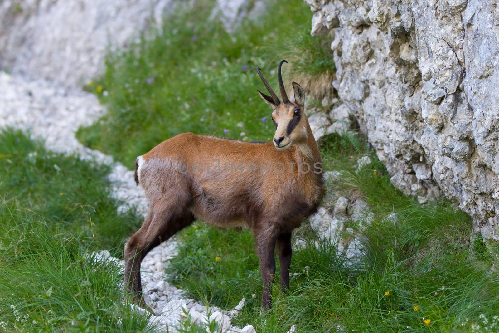 chamois (Rupicapra Carpatica) who goes on a mountain