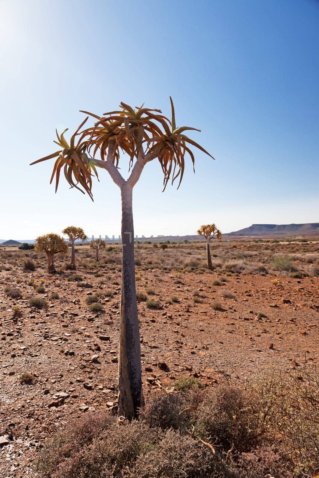Quiver tree in lonely landscape in South Africa - portrait format