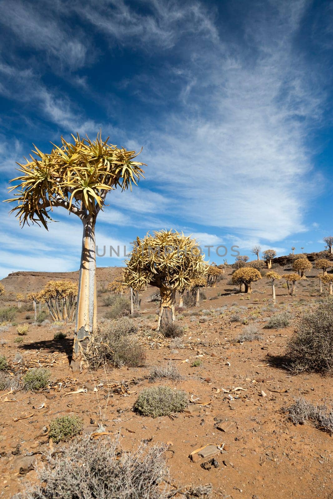 rare quiver trees in South Africa in the national park - portrait format