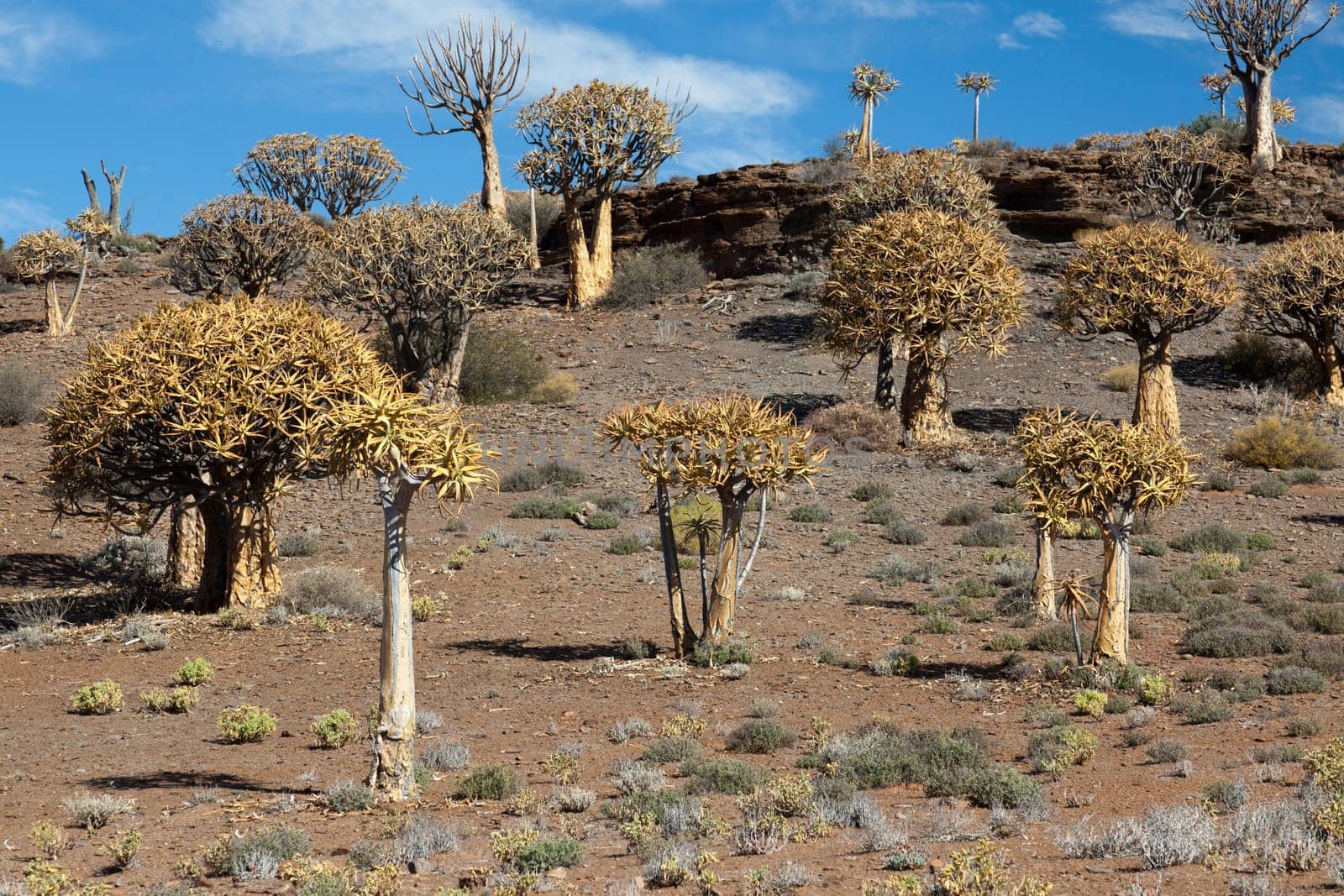 many quiver trees in South Africa in the national park - landscape format