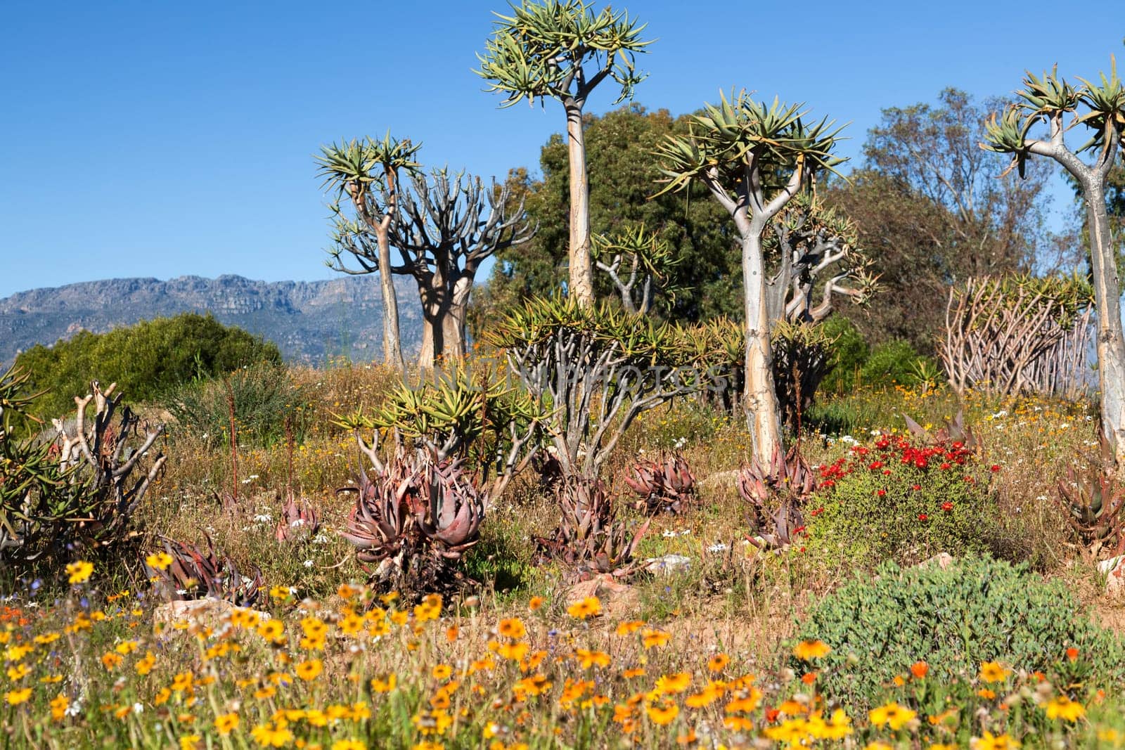 Blooming landscape in South Africa - landscape - text space