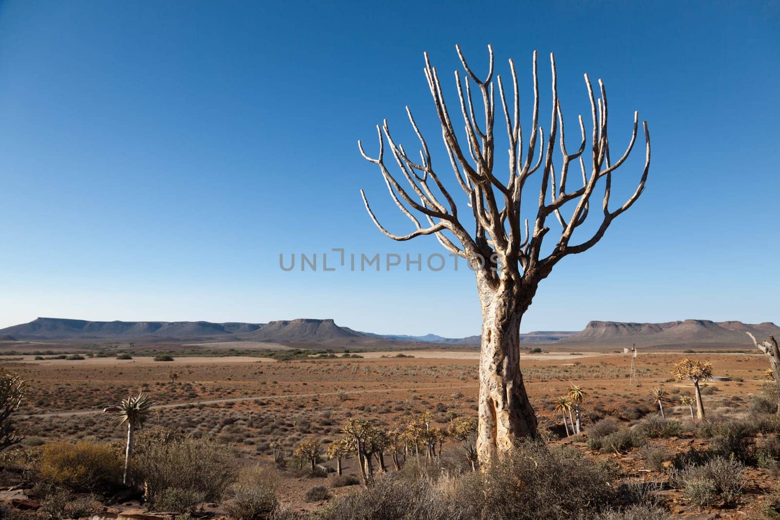 Wide Landscape - Steppe and Mountains in South Africa - landscape format - text space