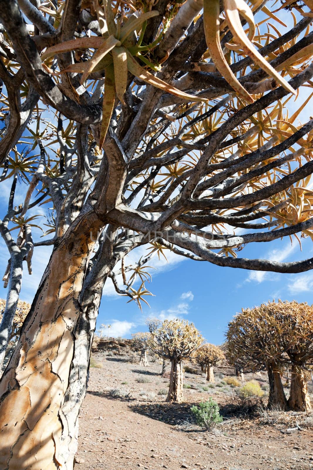 old quiver tree in south africa - portrait format - text space