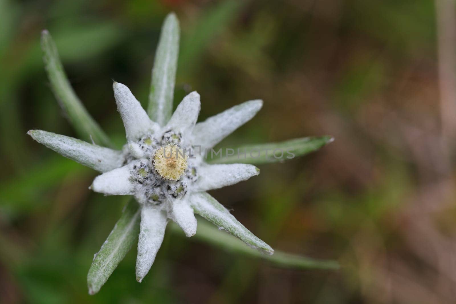 a great and beautiful edelweiss in nature