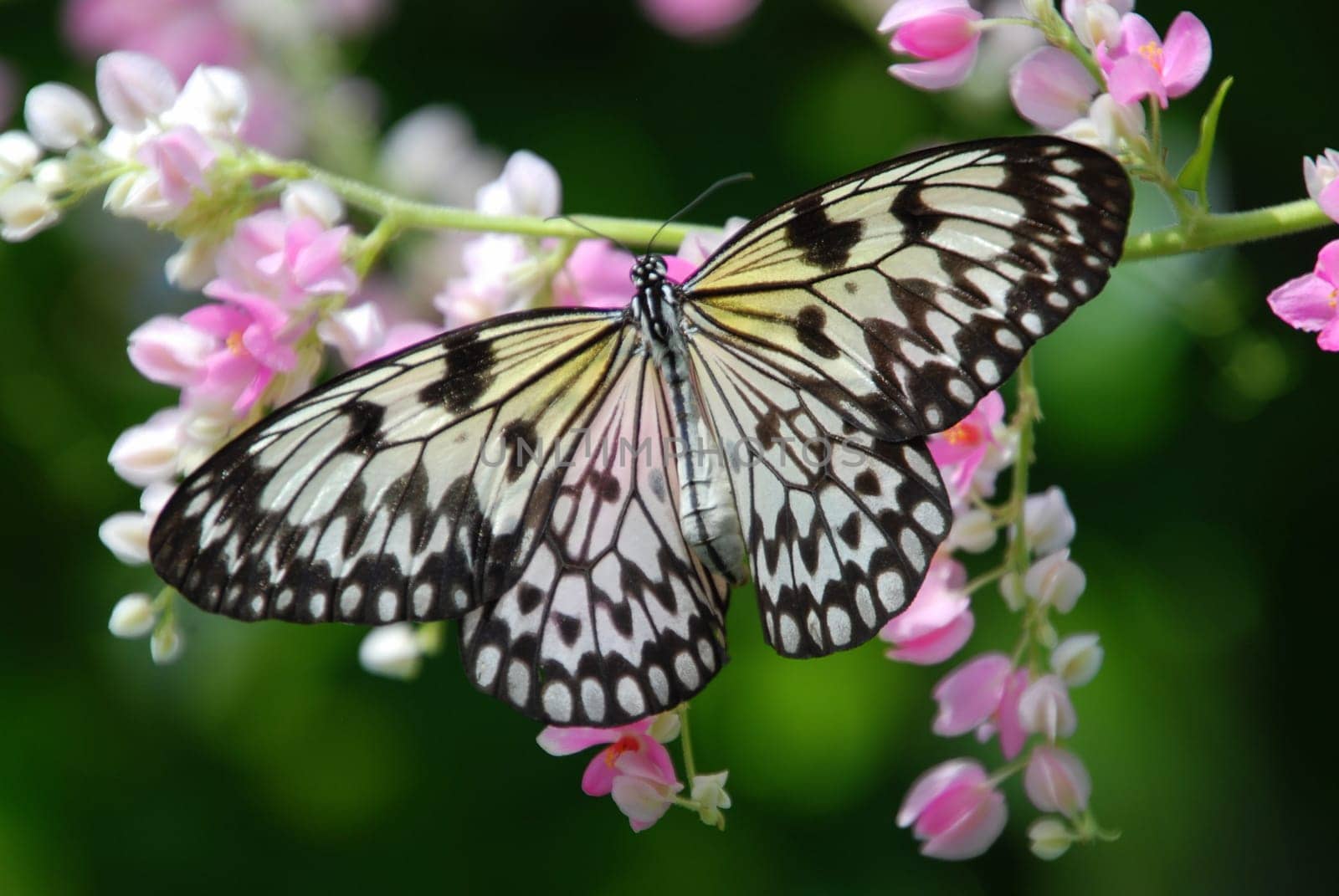 Butterflies