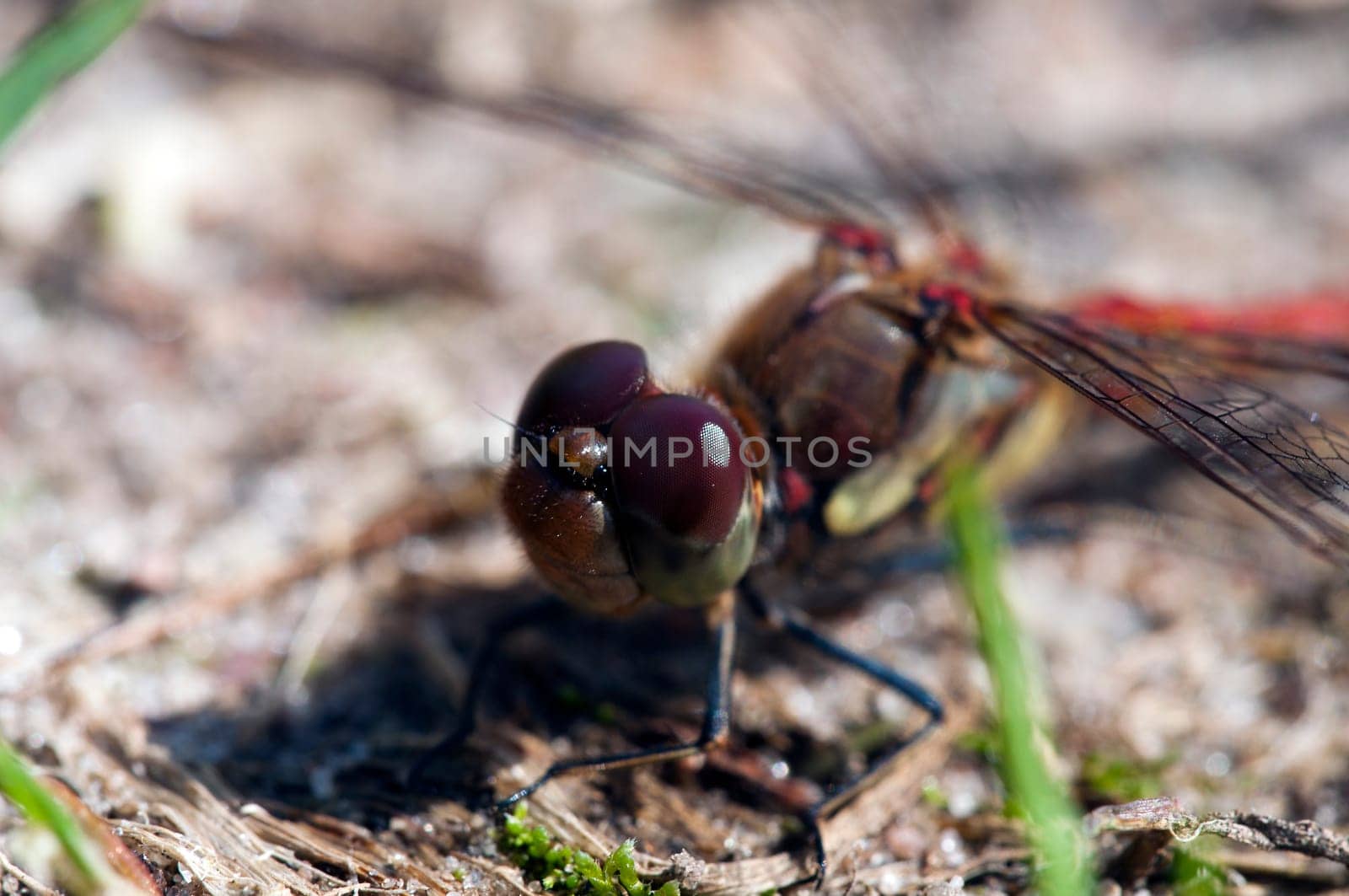 Common Heather Dragonfly - Sympetrum vulgatum sitting on the ground