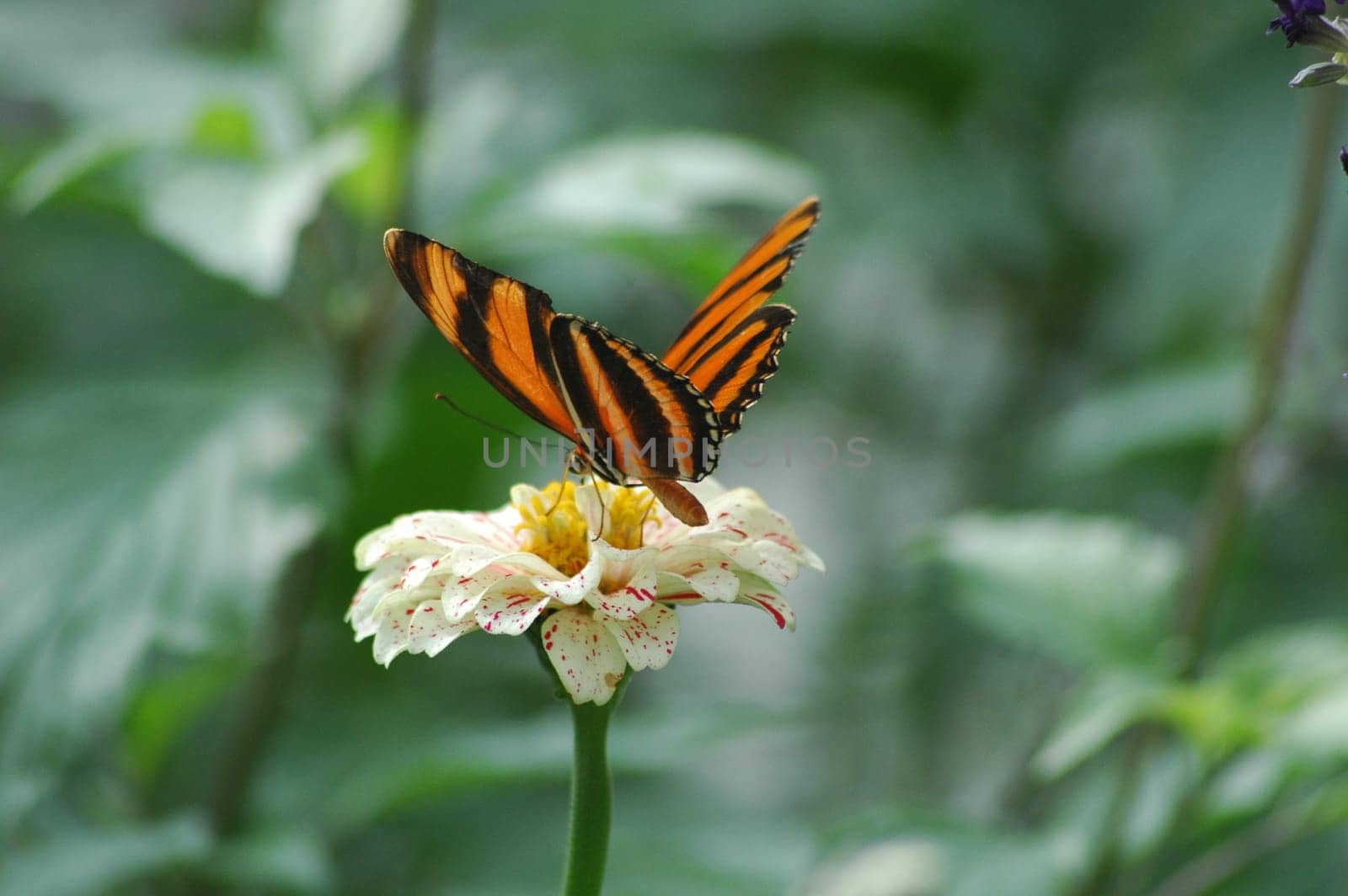 Beautiful butterfly garden in a beautiful summer season